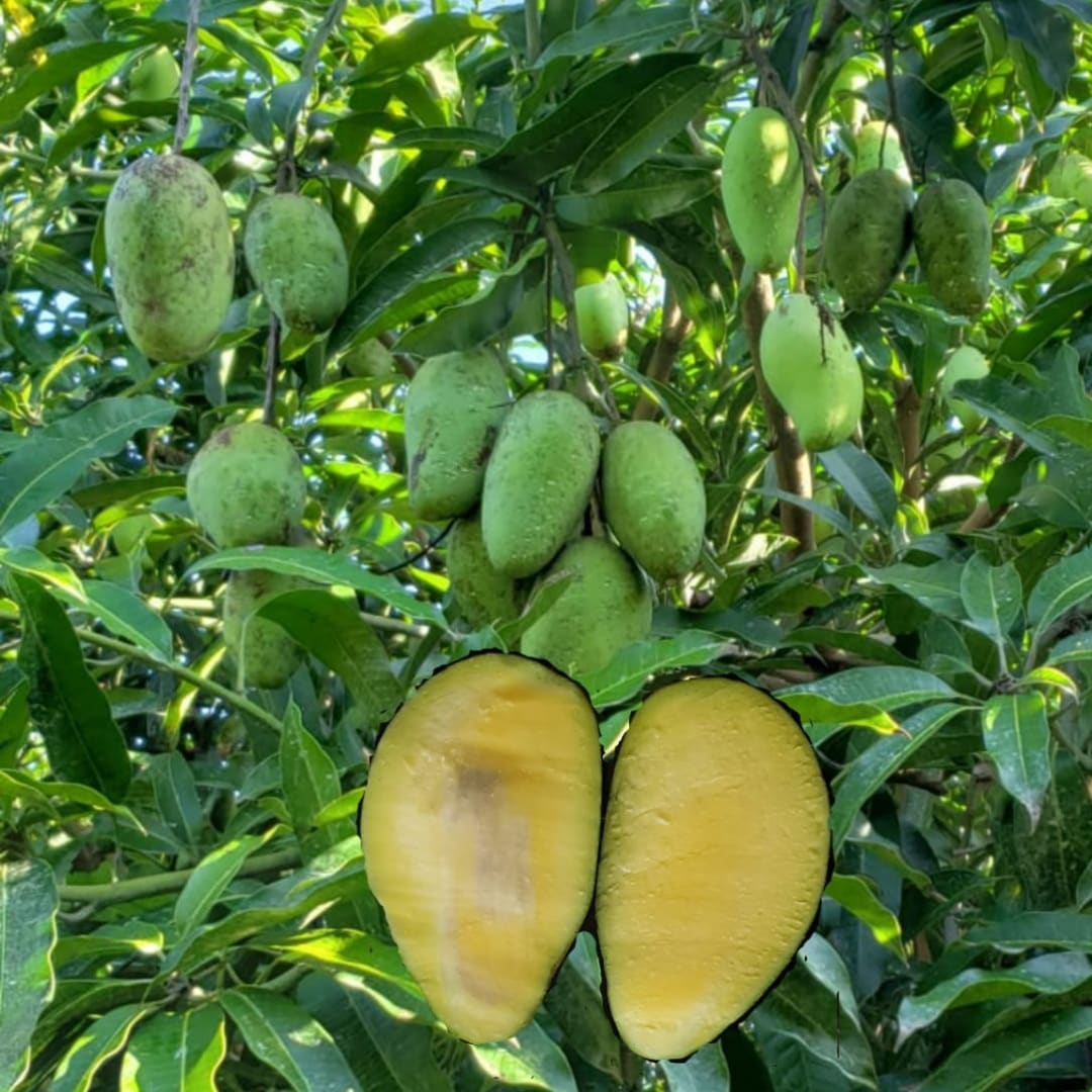 Fruit Variety Picture